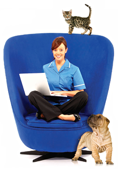 Petplan veterinary website cat