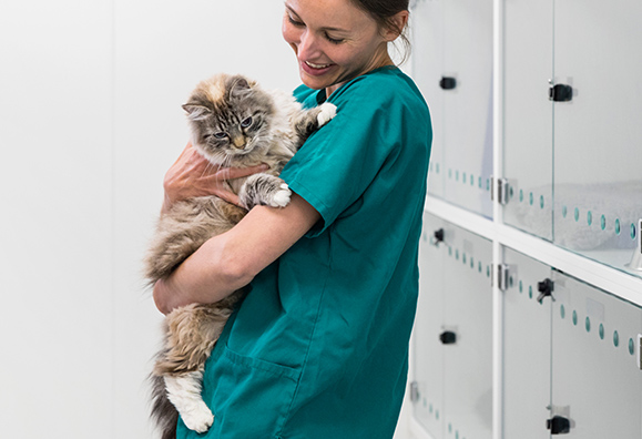 Vet holding a cat